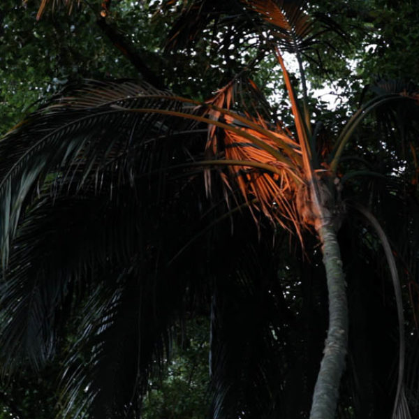 Twilight, 2013. Video, 3’17’’ — The video shows what appears to be the last point of light in a forest. Orange and luminous, it disappears in a few minutes, revealing the palm tree (its center and the dry leaf underneath). The work looks at what is minimal, silent and ephemeral. It speaks of disappearance and appearance, and of the passage of time in its eternal repetition.